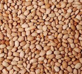 NIGERIAN BEANS (Honey beans, Milk Beans, White Beans)