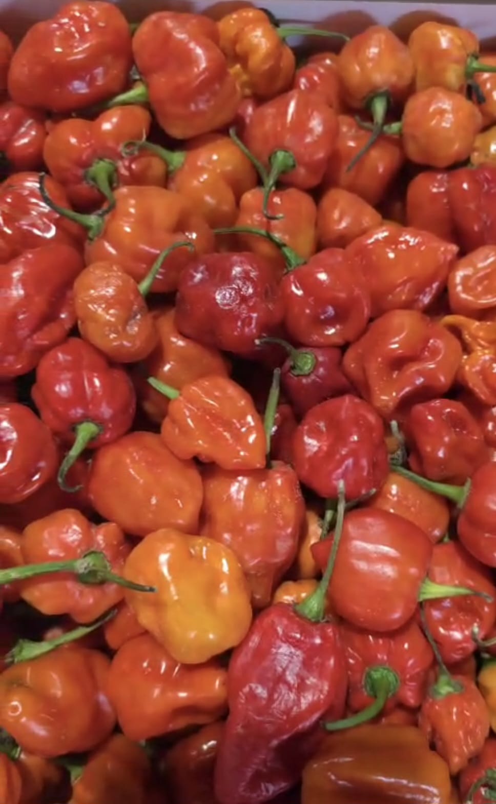 GHOST PEPPER (VERY HOT PEPPER)