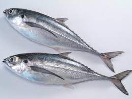 Horse Mackerel (Kote) Fish