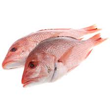 RED SNAPPER FISH