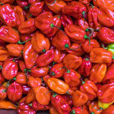 Hot Pepper (Rodo)