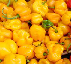Yellow Hot Pepper