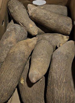 Sweet Ghana Yam (New)