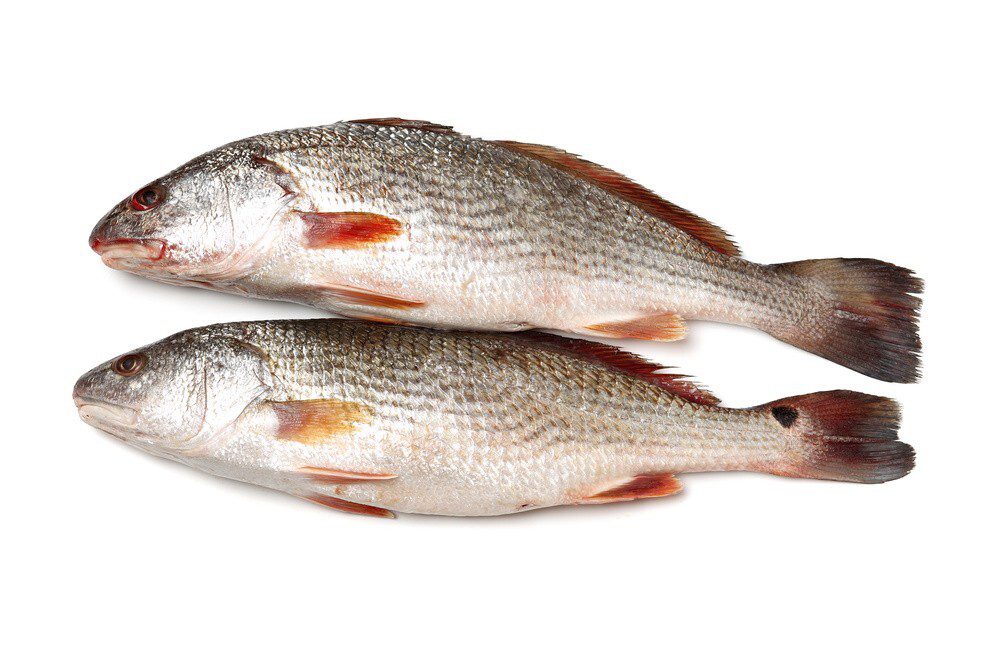 Head – On Croaker Fish